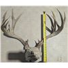 Image 3 : Large Mule Deer Buck Antlers Legal Safe #6075 Alberta