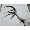 Image 4 : Large Mule Deer Buck Antlers Legal Safe #6075 Alberta