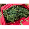 Image 2 : Light up christmas tree with bag- roughly 8'H
