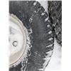 Image 6 : Set of Smaller Tires (2) 20x8.06 and (2) 15x6.00 (Dolly Tires)