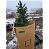 Image 1 : 6 foot christmas tree with lights