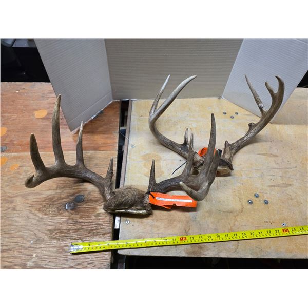 2 white tail deer antlers- with tags