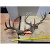Image 1 : 2 white tail deer antlers- with tags