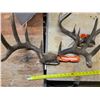 Image 2 : 2 white tail deer antlers- with tags