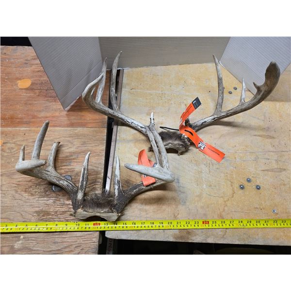 2 white tail deer antlers- with tags