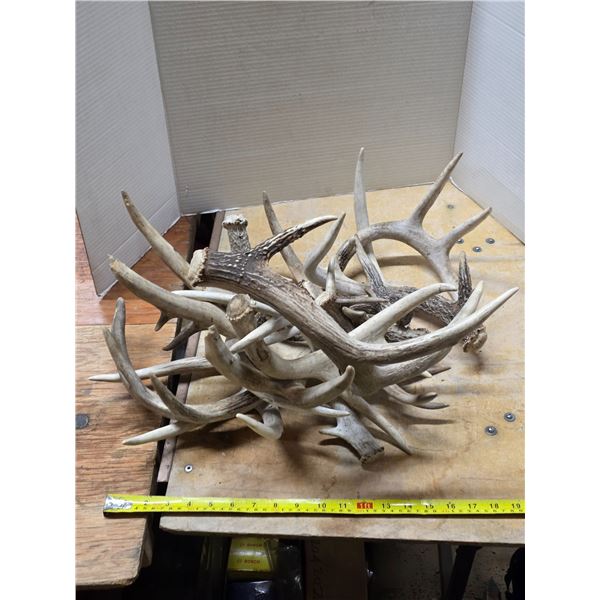 Approx 11 white tail deer sheds