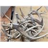 Image 2 : Approx 11 white tail deer sheds