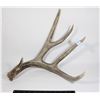 Image 1 : DEER SHED