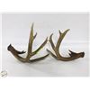 Image 1 : PAIR OF 6 & 7 POINT ANTLER SHEDS