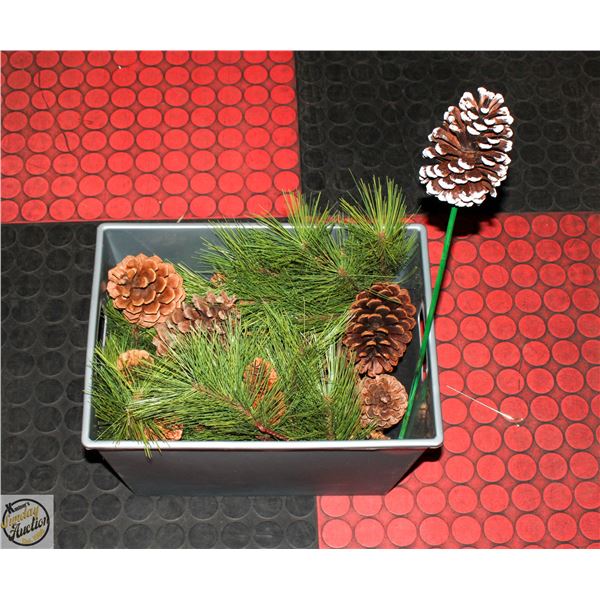 PINE CONES & MORE