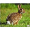 Image 1 : Nice Targets TNT Rabbit Target 11.25" x 14.25" Sku 1083434300-150-2