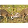 Image 1 : Nice Targets Battling Bucks Sku