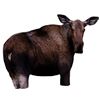 Image 1 : Montana Moose II Decoy Sku 650-0039