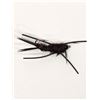 Image 1 : Dragonfly Bead Head Rubber Legs Stone Black #8 ( Sold Individally) Sku Dn8712