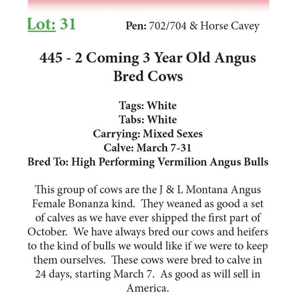 445 2 Coming 3 Yr Old Bred Cows Base Weight: 1100