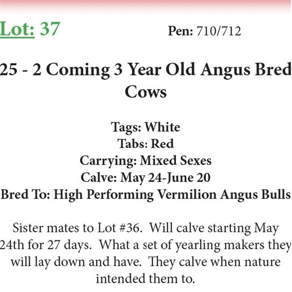 25 2 Coming 3 Yr Old Bred Cows Base Weight: 1100