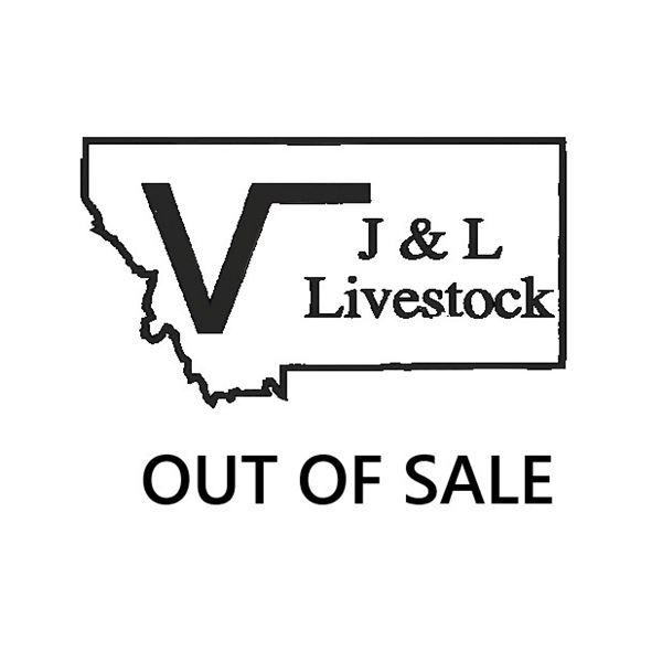 10 2 Coming 3 Yr Old Bred Cows Base Weight: 1100