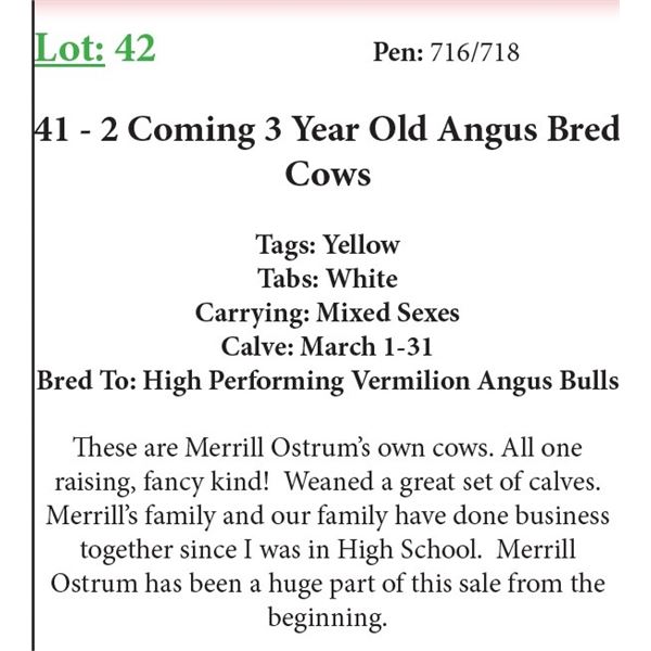 41 2 Coming 3 Yr Old Bred Cows Base Weight: 1100