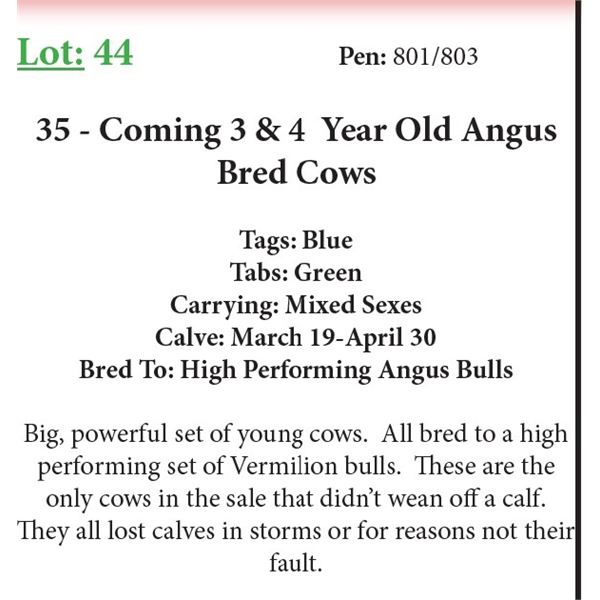 35 3 Coming 4 Yr Old Bred Cows Base Weight: 1300