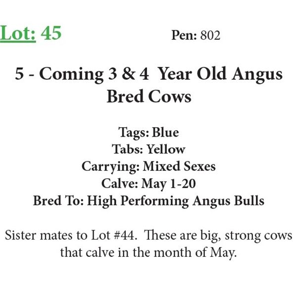 5 3 Coming 4 Yr Old Bred Cows Base Weight: 1300