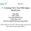 Image 1 : 5 3 Coming 4 Yr Old Bred Cows Base Weight: 1300