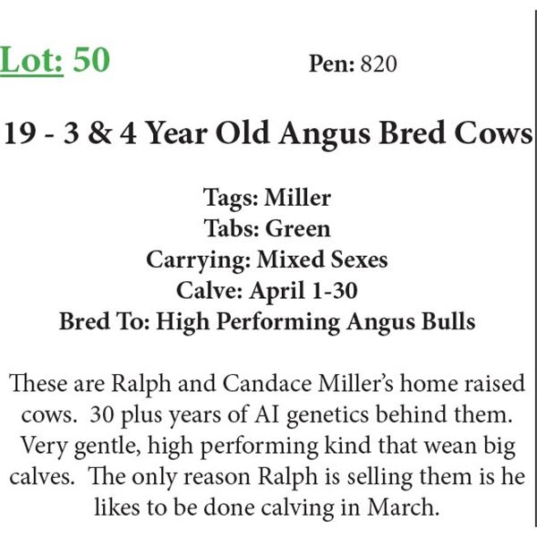 19 3 & 4 Yr Old Bred Cows Base Weight: 1300