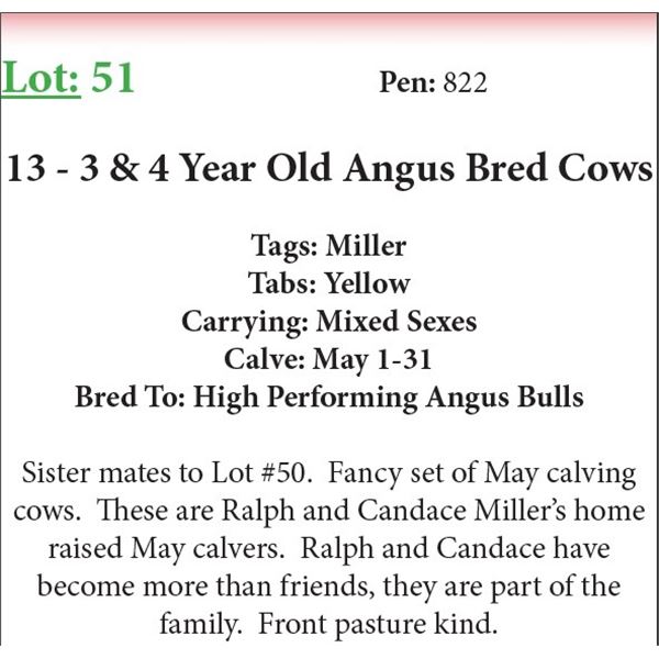 13 3 & 4 Yr Old Bred Cows Base Weight: 1300