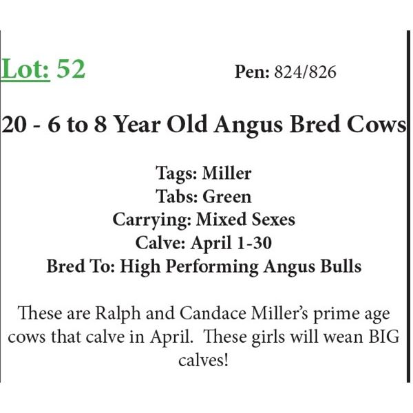 20 6-8 Yr Old Bred Cows Base Weight: 1300