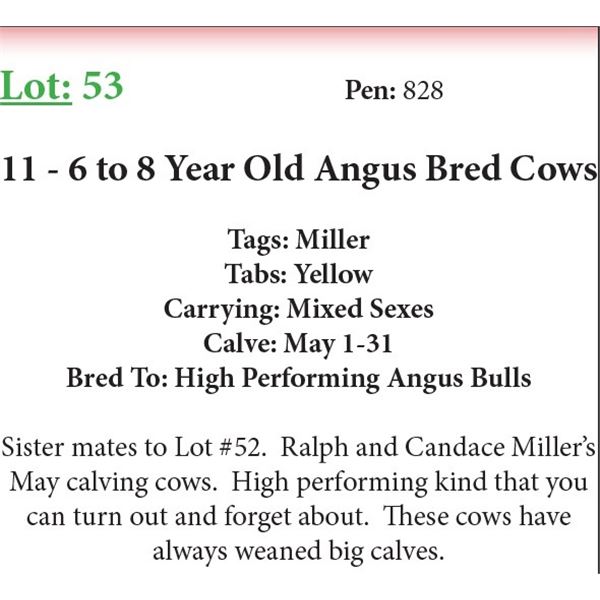 11 6-8 Yr Old Bred Cows Base Weight: 1300