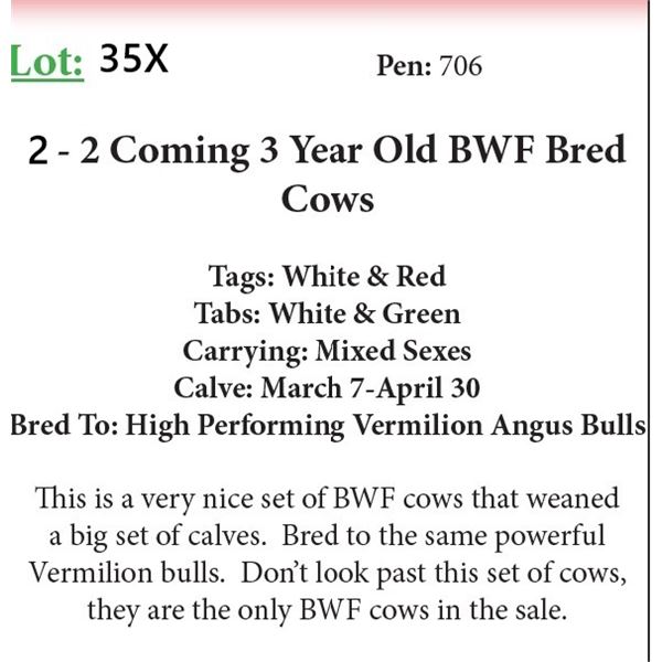 2 - 2 Coming 3 Yr Old Bred Cows Base Weight: 1100 (Small Blemish)