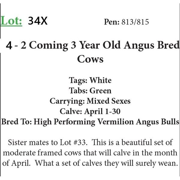 4 - 2 Coming 3 Yr Old Bred Cows Base Weight: 1100 (Small Blemish)