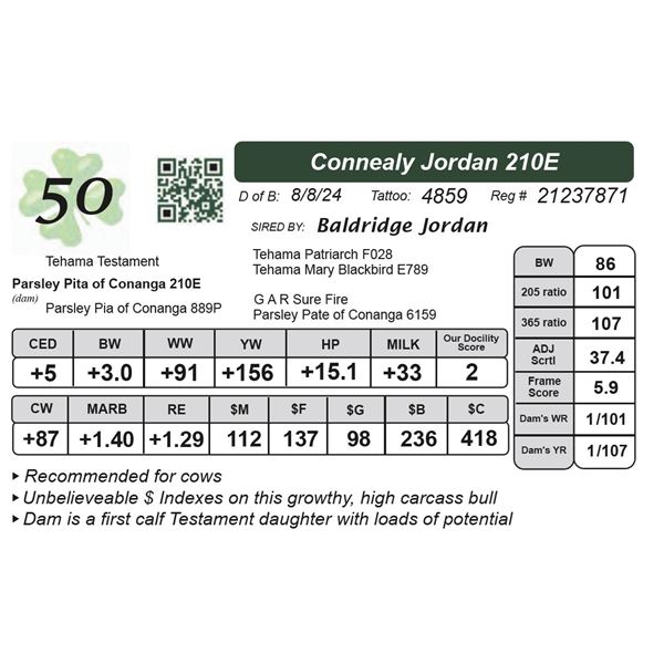 Connealy Jordan 210E