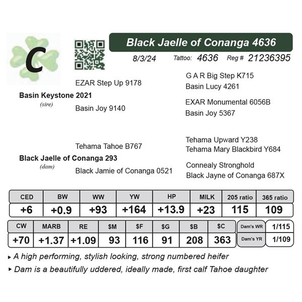 Black Jaelle of Conanga 4636