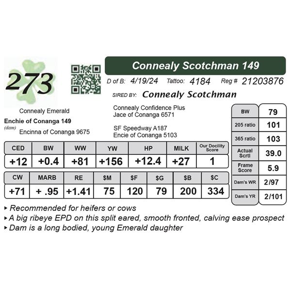 Connealy Scotchman 149