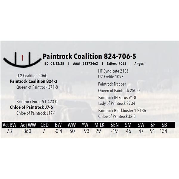 Paintrock Coalition 824-706-5