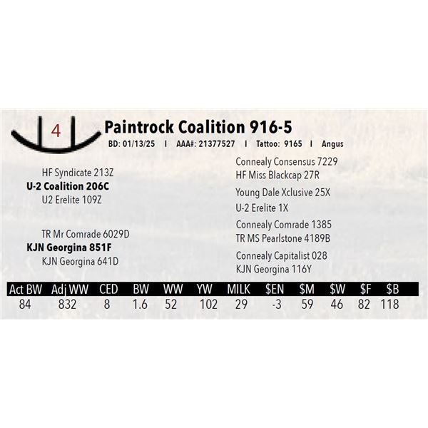 Paintrock Coalition 916-5