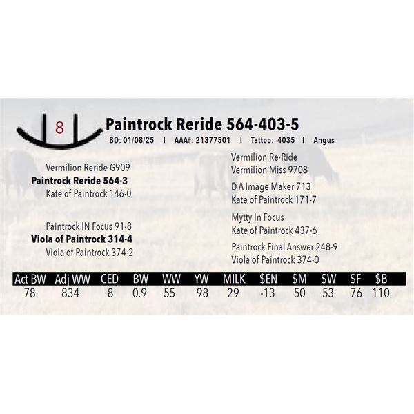 Paintrock Reride 564-403-5