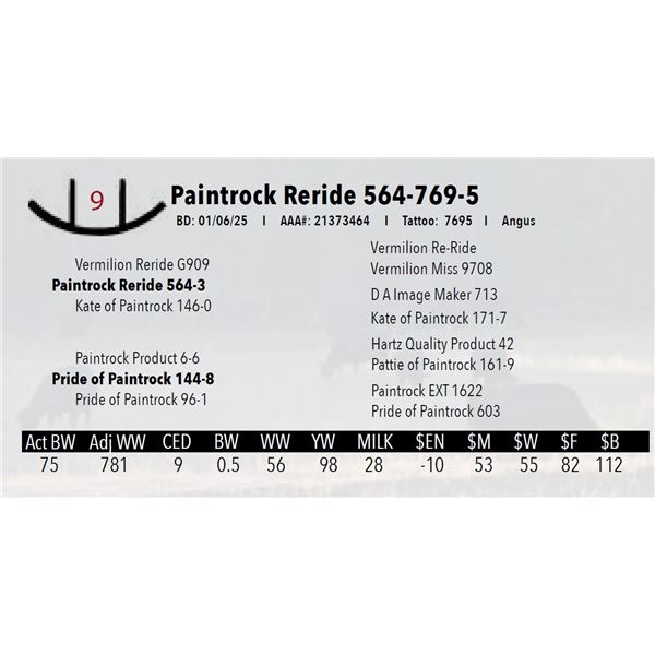 Paintrock Reride 564-769-5