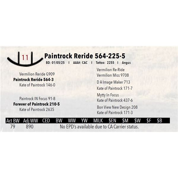 Paintrock Reride 564-225-5