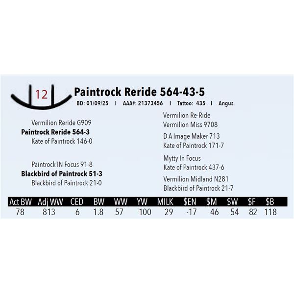 Paintrock Reride 564-43-5