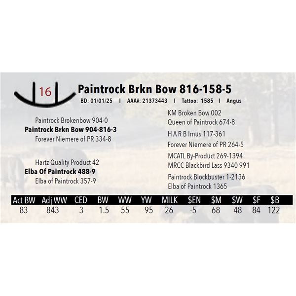 Paintrock Brkn Bow 816-158-5
