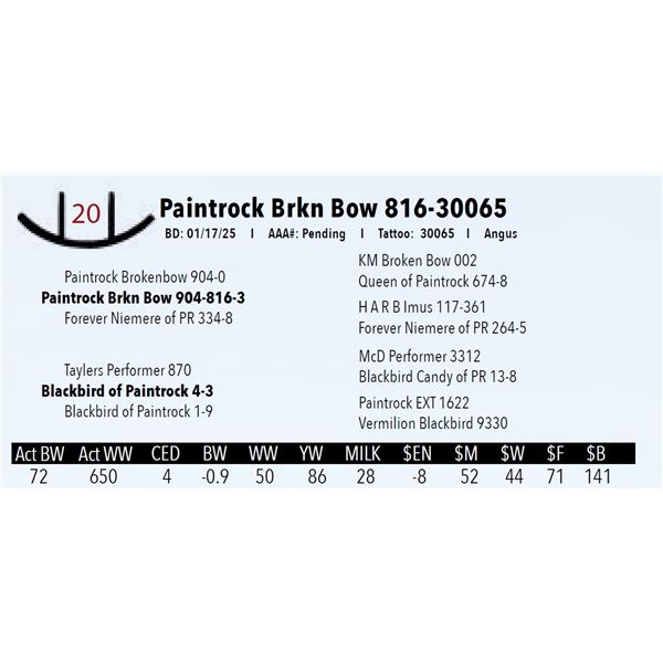 Paintrock Brkn Bow 816-30065
