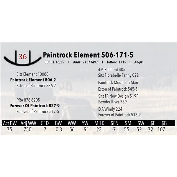 Paintrock Element 506-171-5