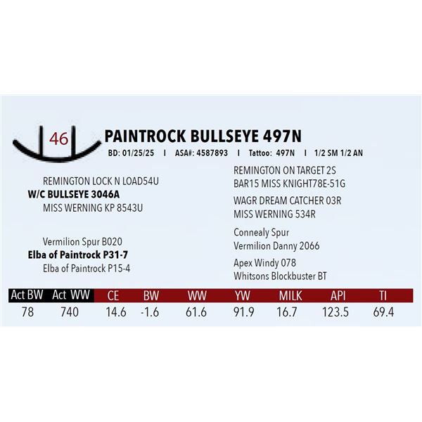 PAINTROCK BULLSEYE 497N