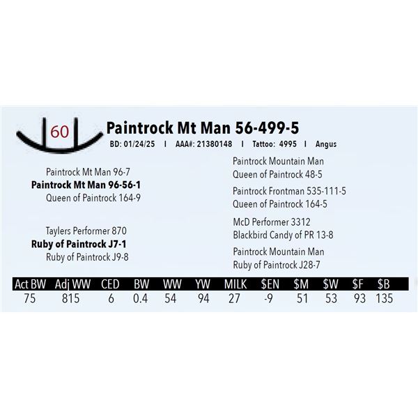 Paintrock Mt Man 56-499-5