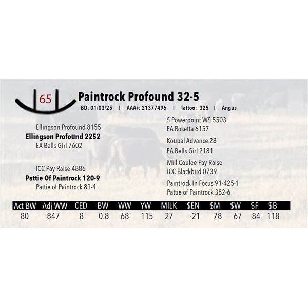 Paintrock Profound 32-5