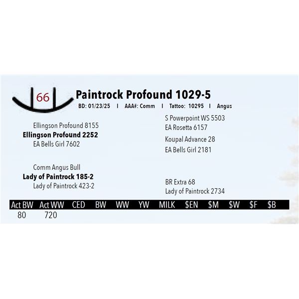 Paintrock Profound 1029-5