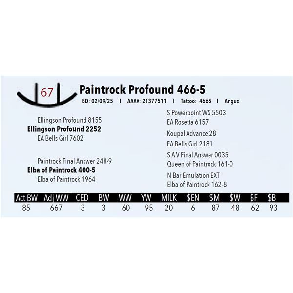 Paintrock Profound 466-5