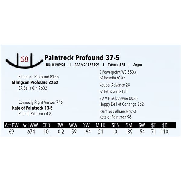 Paintrock Profound 37-5