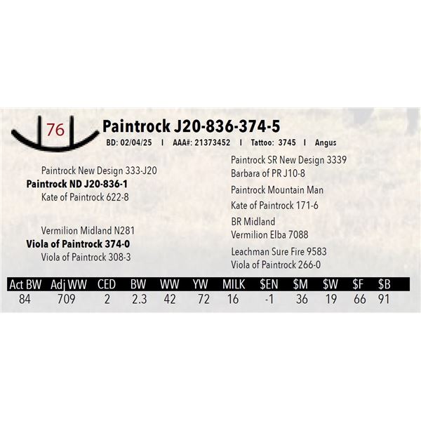 Paintrock J20-836-374-5